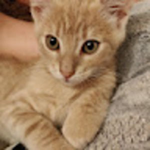 Meet your Posher, Sherry